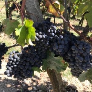 Meet your Posher, Scott